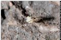 Spermophorides cfr baunei